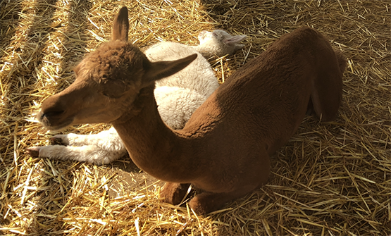 Penman in CSW: Civil service chiefs’ morning of herding the Alpacas